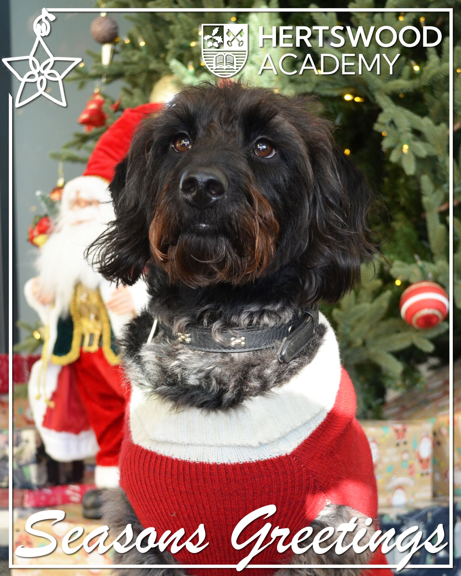 2025 12 Card w Dogs 4 5