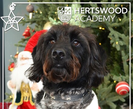 2025 12 Card w Dogs 4 5