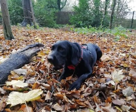 2022 11 Autumn Photo 4