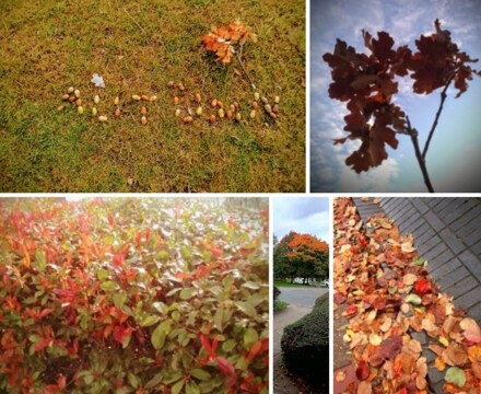 2022 11 Autumn Photo 5